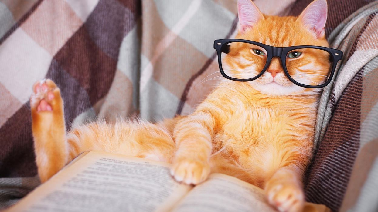 School reportedly allows teen girl to identify as a cat in class: 'No one seems to have a protocol for students identifying as animals'