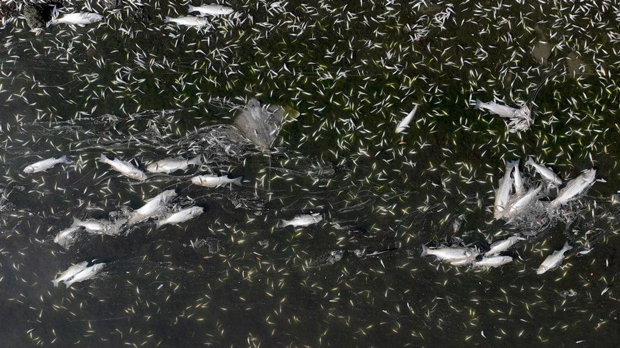 Giant, stinking algae bloom in San Francisco Bay due in part to excess human waste