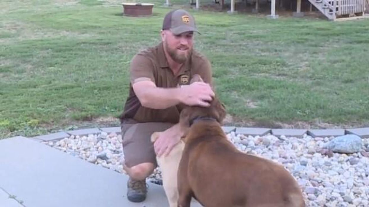 UPS driver rescues 2 dogs from swimming pool while owners were away: 'I would say that he is a hero'