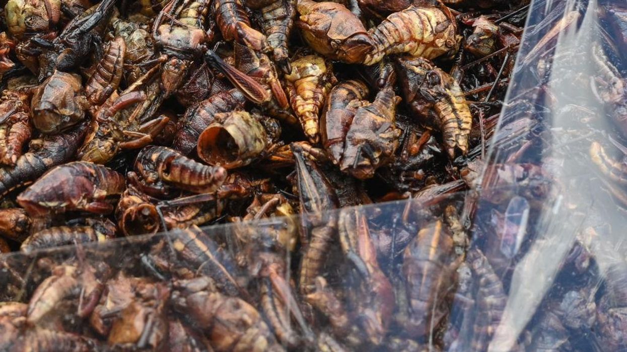Insect-protein startup raises $250 million in funding