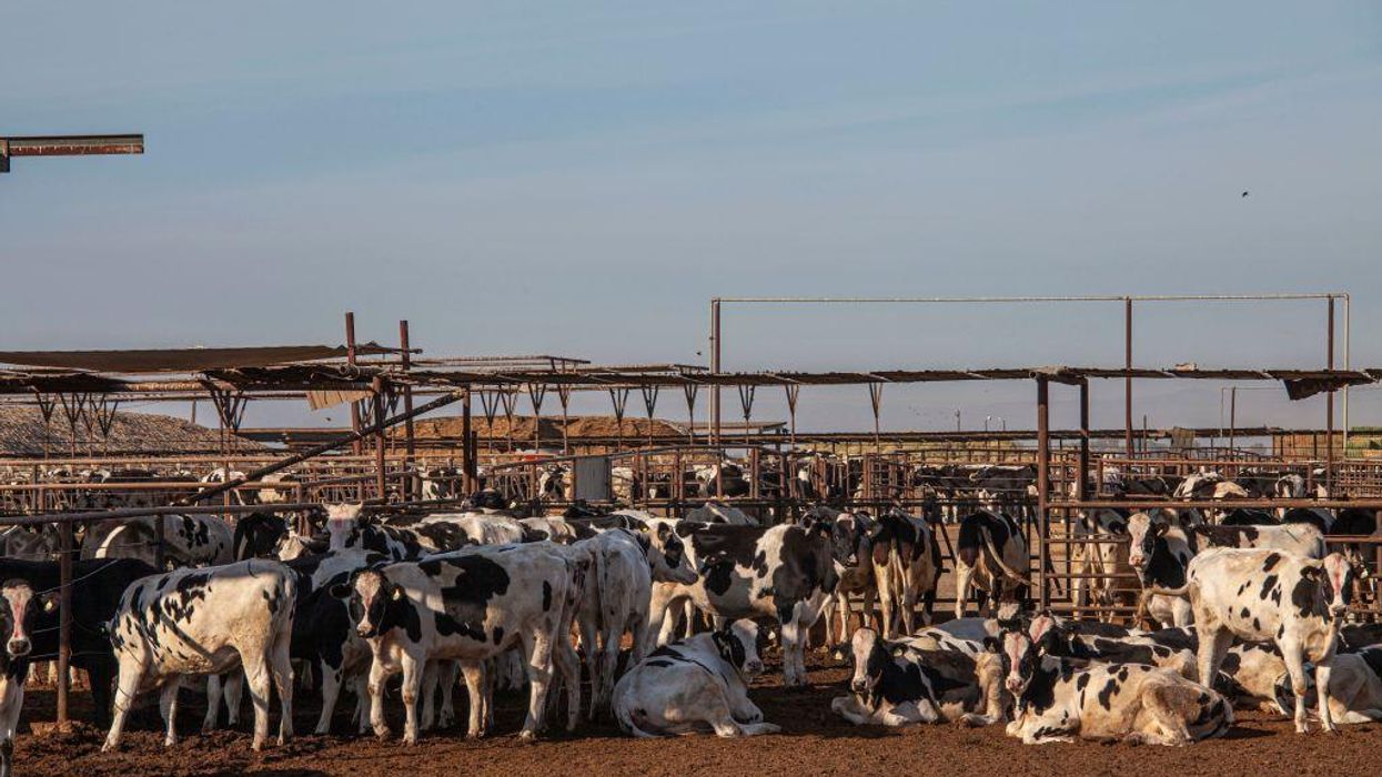 Judge rules First Amendment protects activists recording factory farms