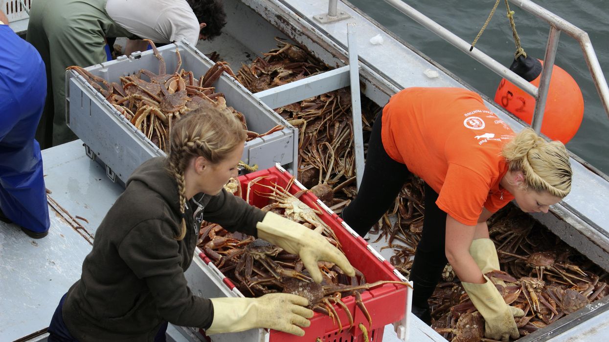 Alaska snow crab season canceled, billion crabs disappear Blaze Media