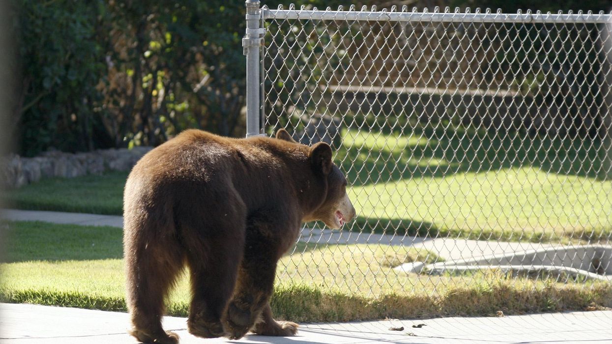 10-year-old boy mauled by bear and nearly dragged away from grandparents' backyard in Connecticut