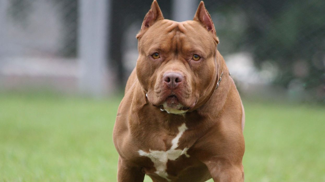 3 pit bulls maul owner's elderly mother to death