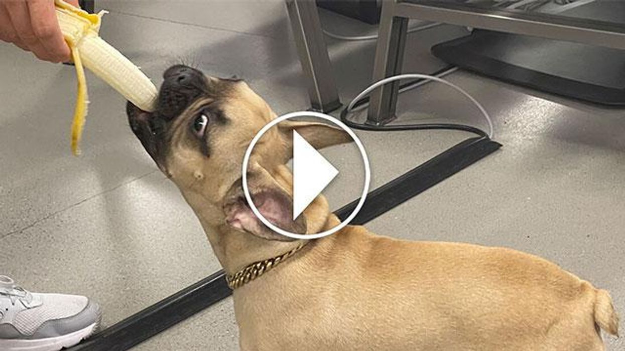 3 toxic foods for dogs: The one meat you should never feed your dog