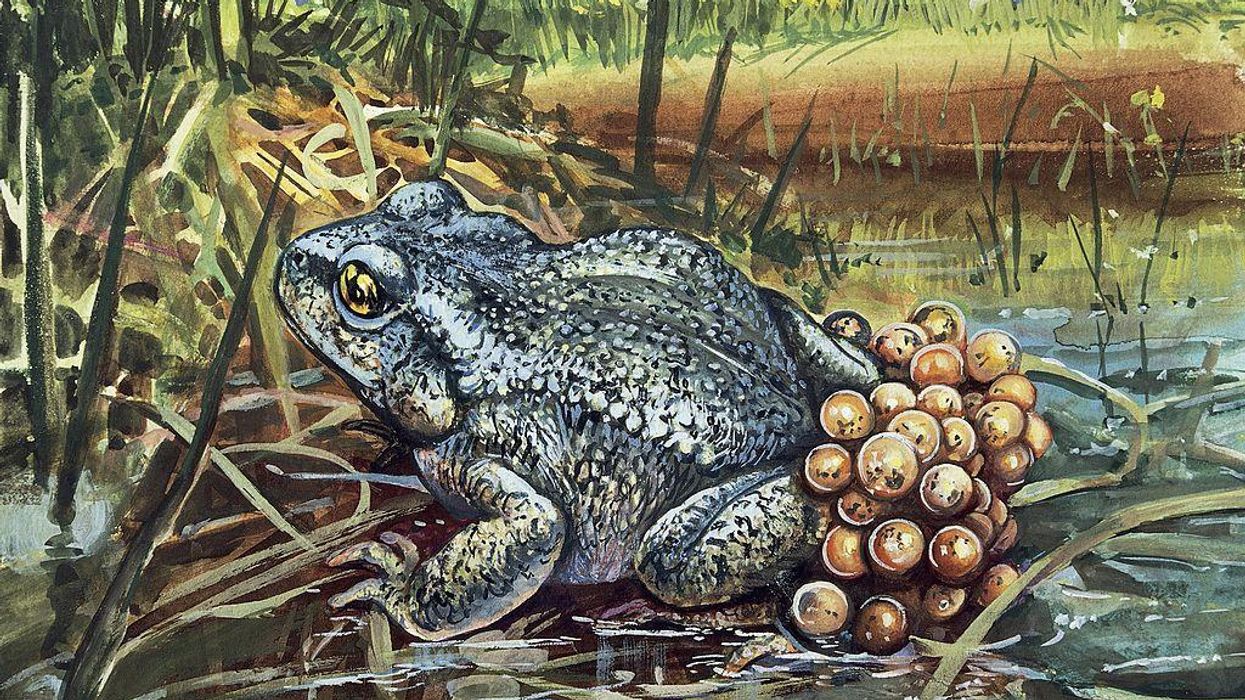 Don't lick large, toxin-secreting toads, National Park Service warns