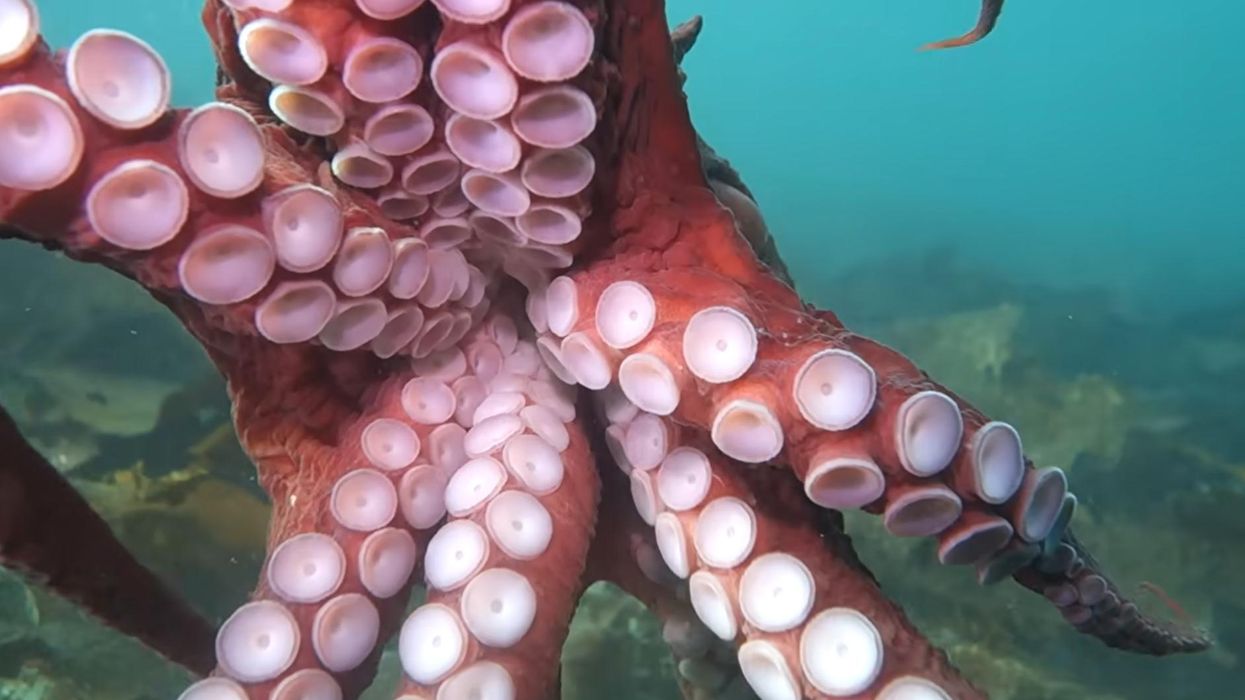 Video: Diver receives 'octopus hickey' in 'once in a lifetime' encounter with a giant Pacific octopus