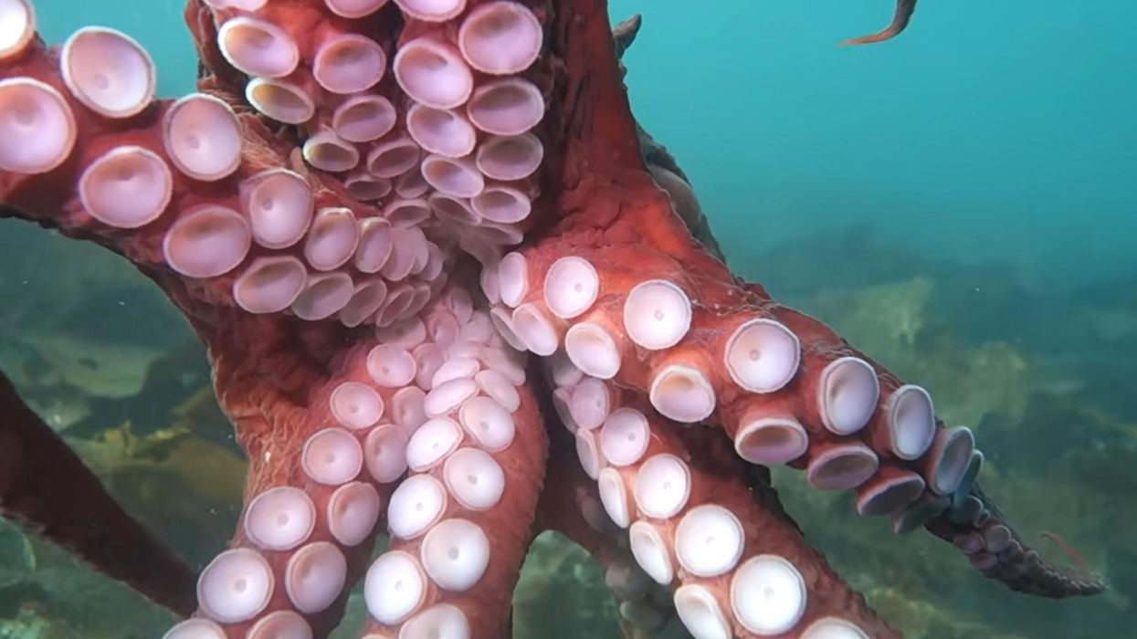 Video: Diver receives 'octopus hickey' in 'once in a lifetime' encounter with a giant Pacific octopus