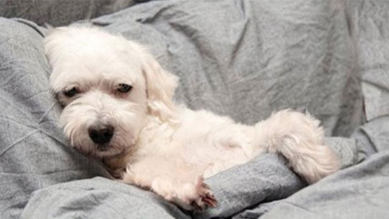 3 toxic foods for dogs: The one meat you should never feed your dog