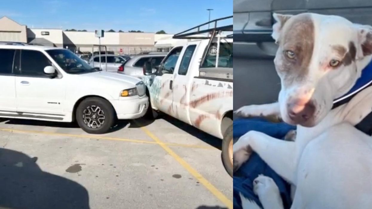 'Reckless driver' crashes truck into two cars at a Walmart. Police said it was a dog with a 'guilty look' on its face.
