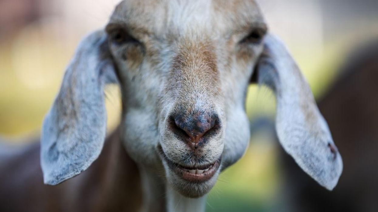 California man ends up with a bullet in his gut after trying to steal a goat from a 79-year-old