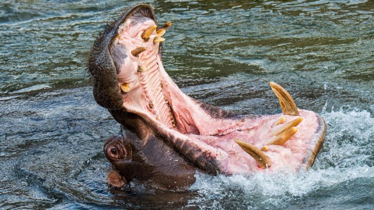 2-year-old Uganda boy swallowed alive by hippo gets rescued by quick-thinking bystander