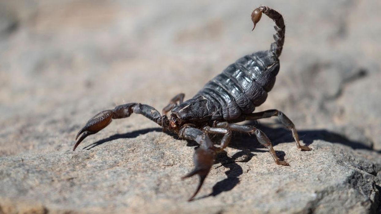US military personnel are lining up on a waitlist to hunt an extremely dangerous scorpion in Kuwait