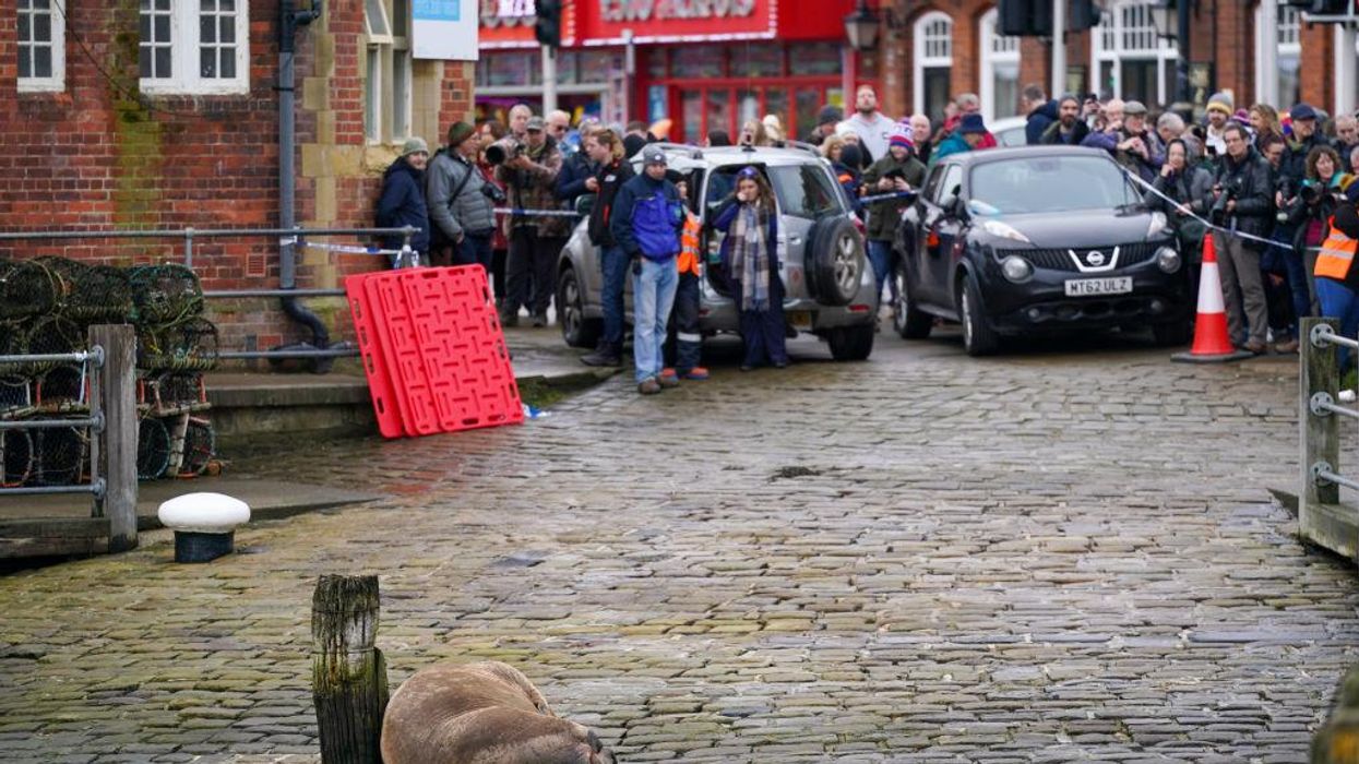 Migrating walrus stops to rest in seaside town, creating instant tourist attraction and causing chaos for locals