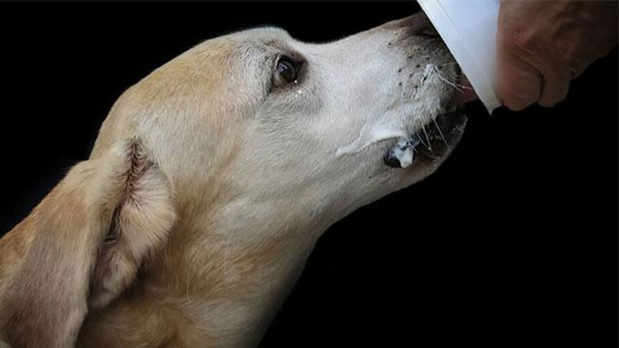 If your dog eats these human foods, watch this