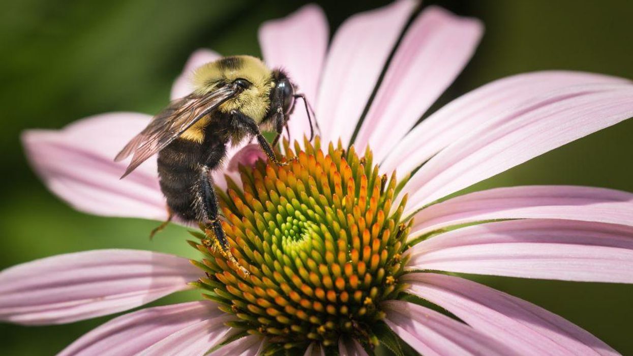Vaccine for honeybees approved by USDA