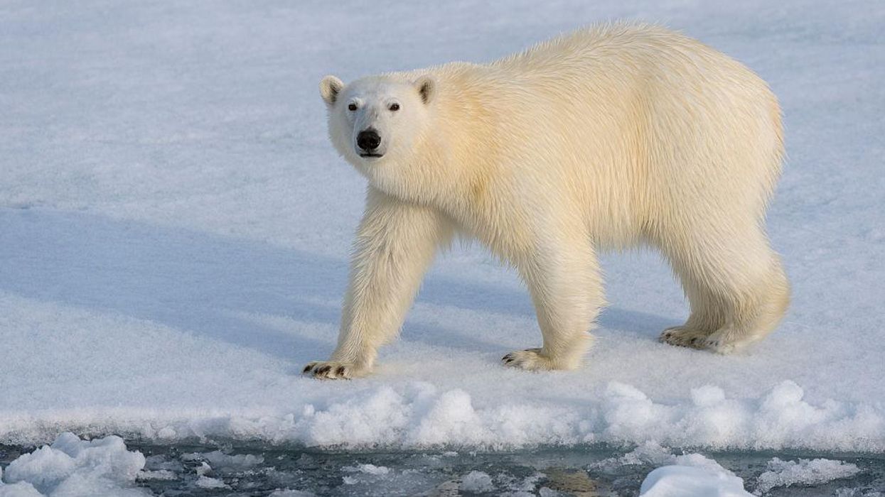 Polar bear attack in Alaska leaves two dead