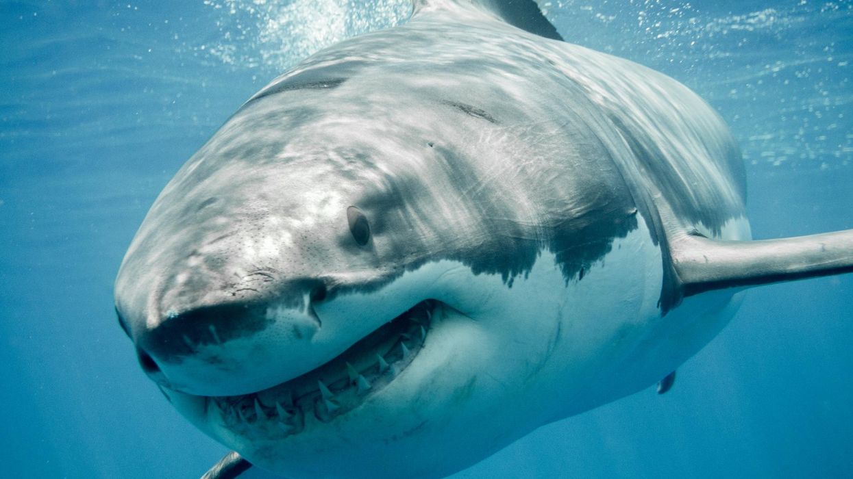 Massive great white shark decapitated diver in first fatal attack of 2023: Report
