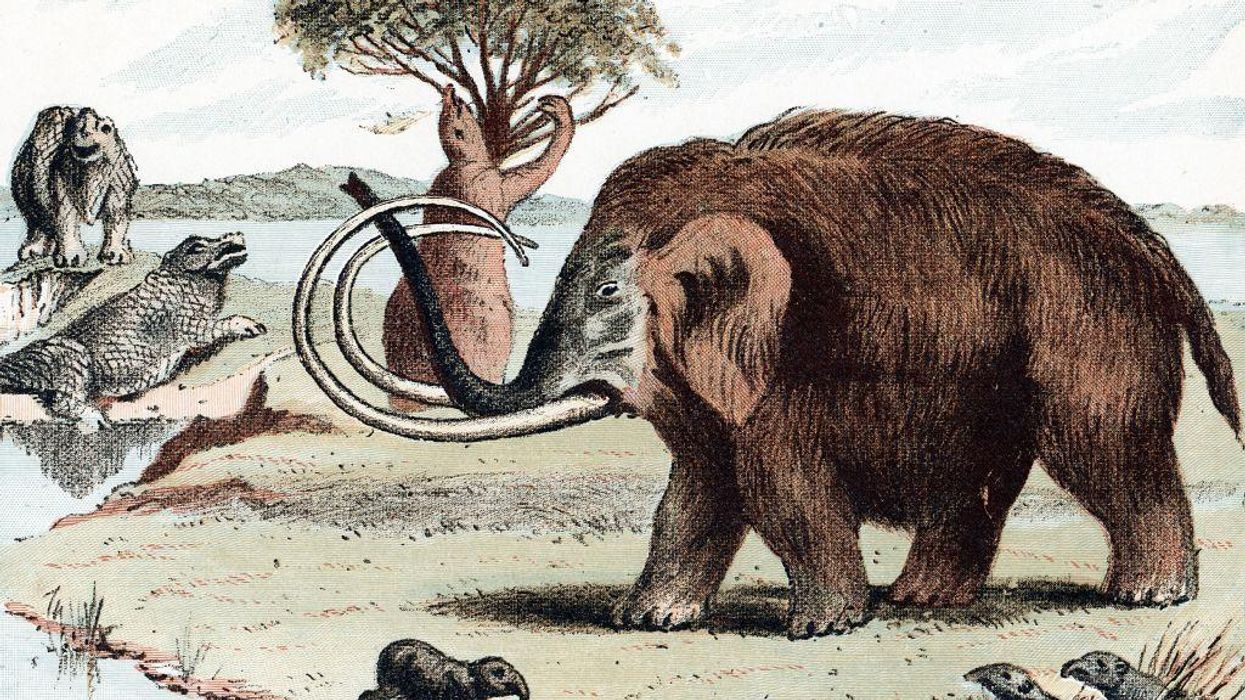 Scientists to engineer woolly mammoth's return by 2027