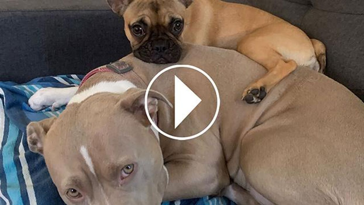 3 toxic foods for dogs: The one meat you should never feed your dog