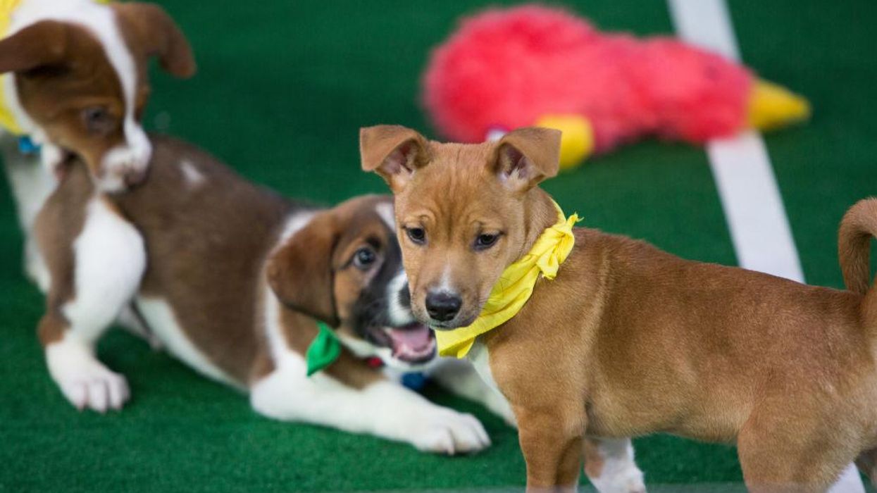 Team Fluff takes home the 'Lombarky Trophy' in a stunning 2023 Puppy Bowl claw-biter