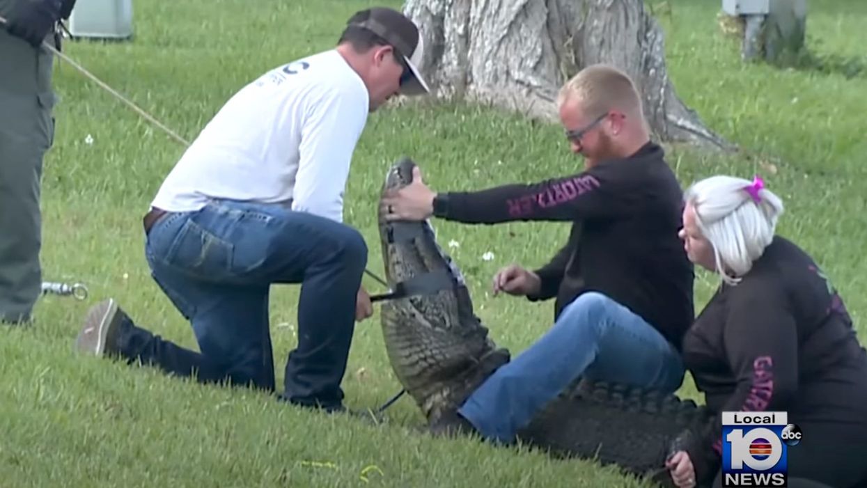 Elderly woman dies after being attacked by 600-pound alligator while walking her dog in Florida