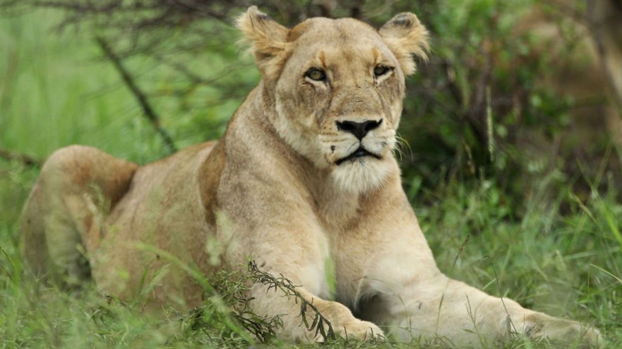 Woman nearly mauled to death by lion after failed robbery in Mexico, survives by biting beast back: 'Oh my God who attacked me'