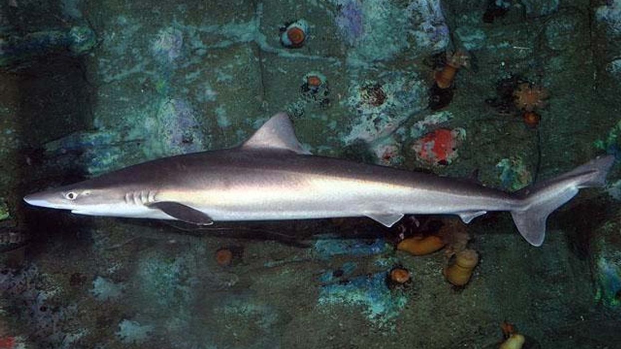Remains of missing father of 3 located in shark's stomach, man identified by arm tattoo