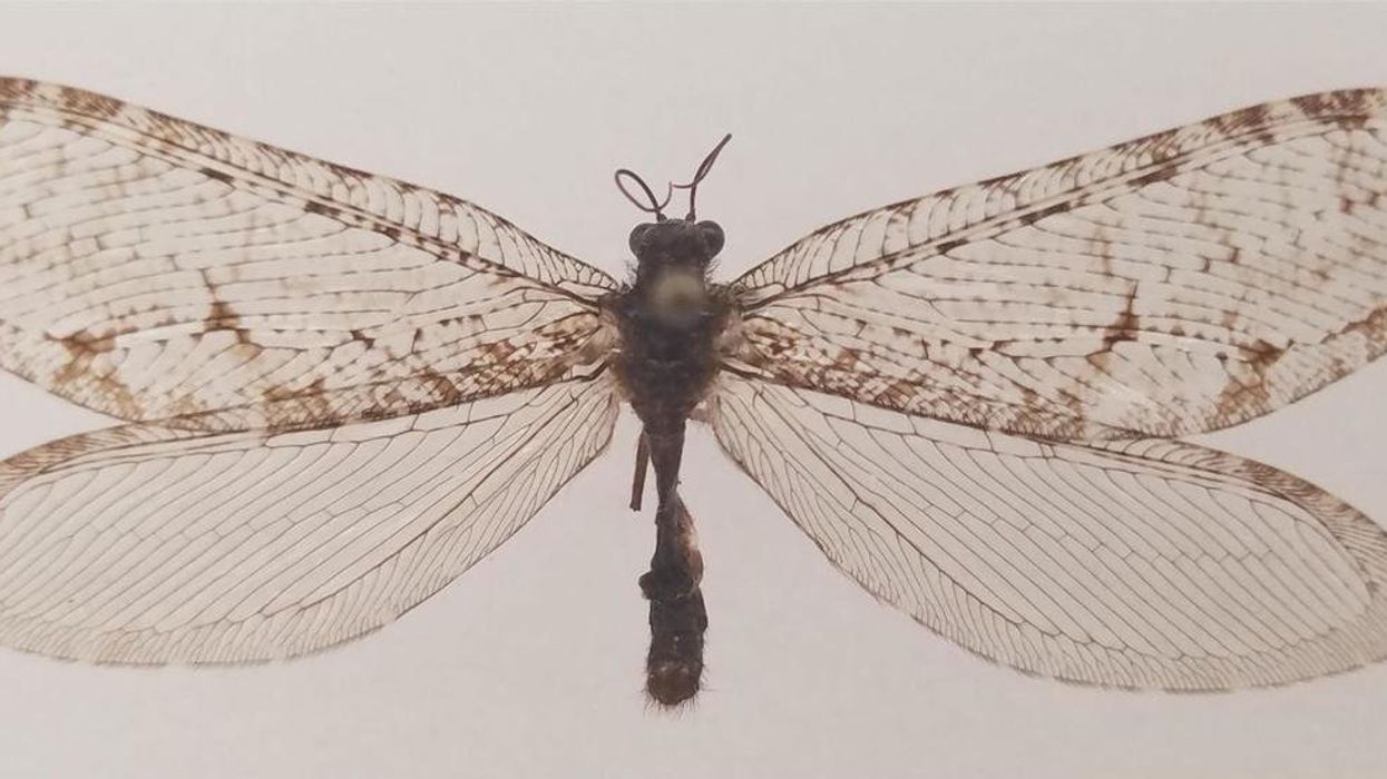 Giant flying insect found at Arkansas Walmart turns out to be 'super-rare' Jurassic-era bug