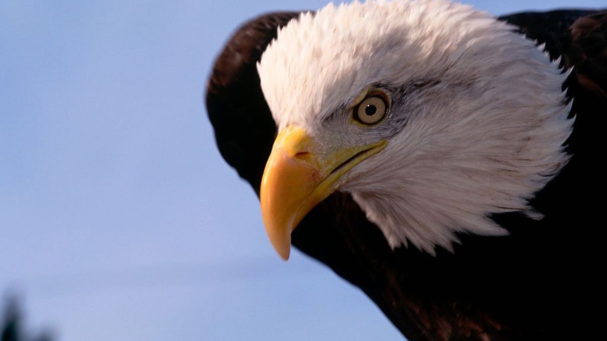 Suspected illegal immigrants kill bald eagle, intending to eat it; federal officials' 'silence' frustrates sheriff