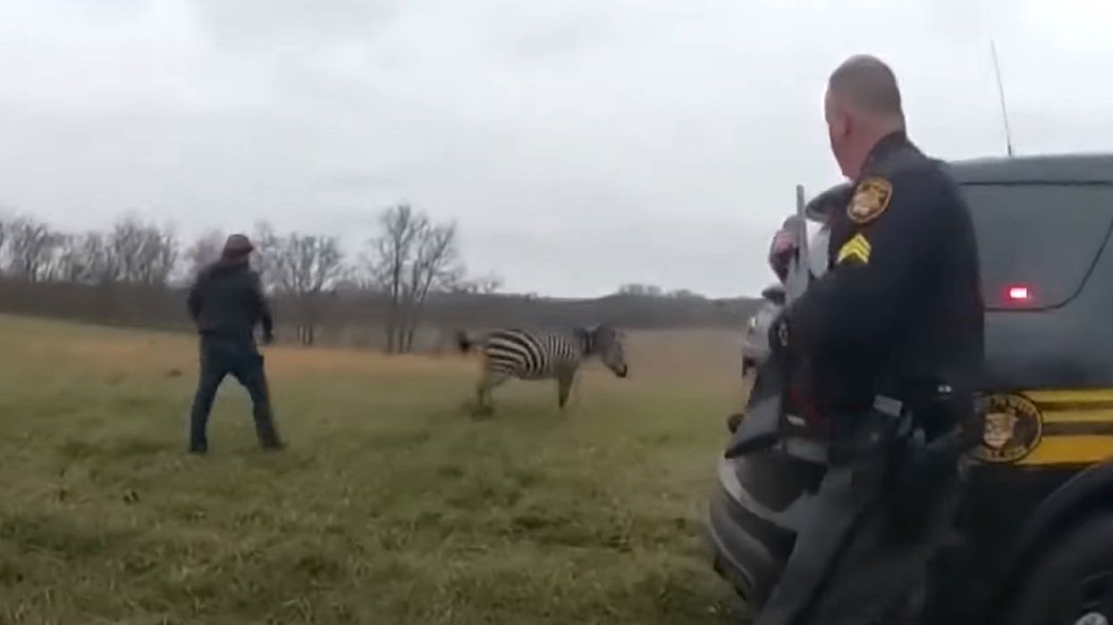 VIDEO: Ohio police shoot zebra dead after it chews off the arm of its owner