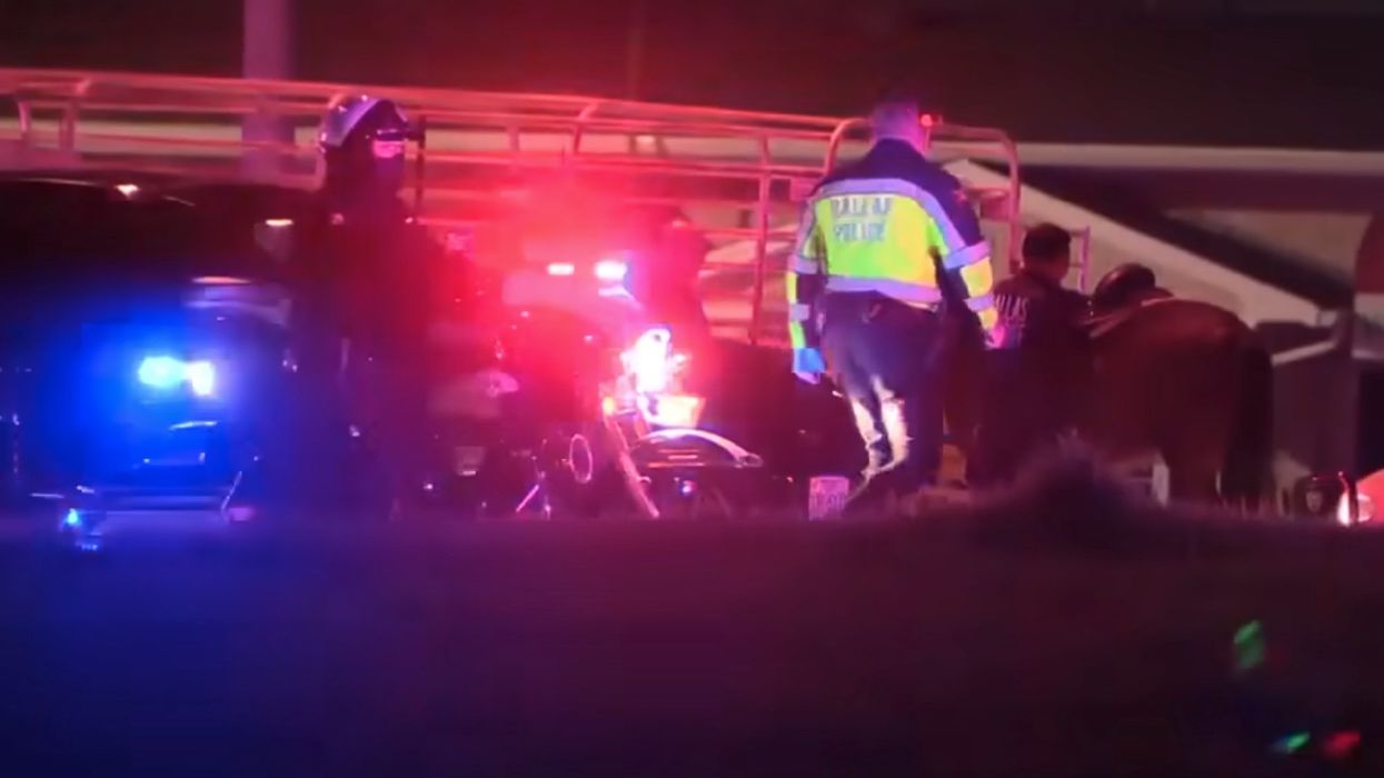 Teenager and 2 horses killed in car accident after 3 teens steal horses in Texas