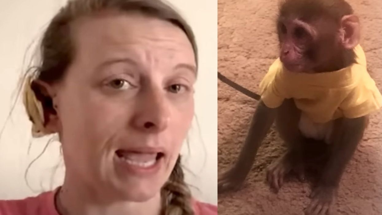 Woman says neighbor's pet monkey nearly ripped her ear off and slapped her friend in the face before he shot it to death