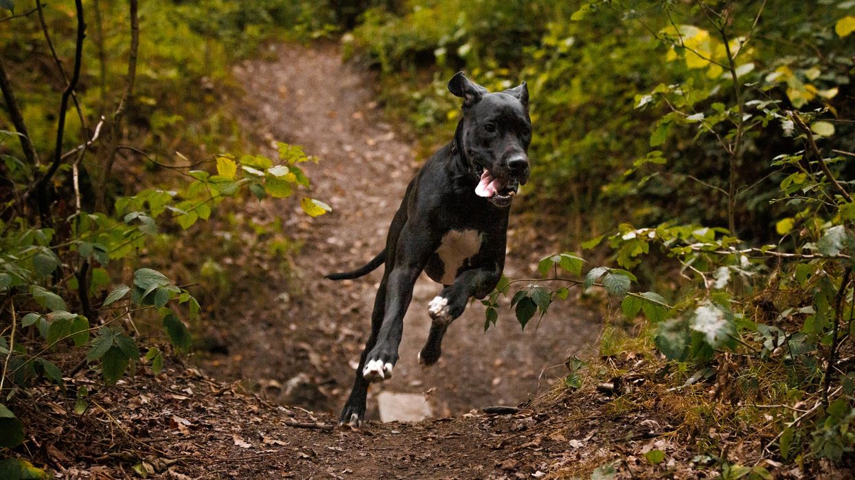 Pennsylvania woman mauled to death while feeding neighbor's dog with young son nearby