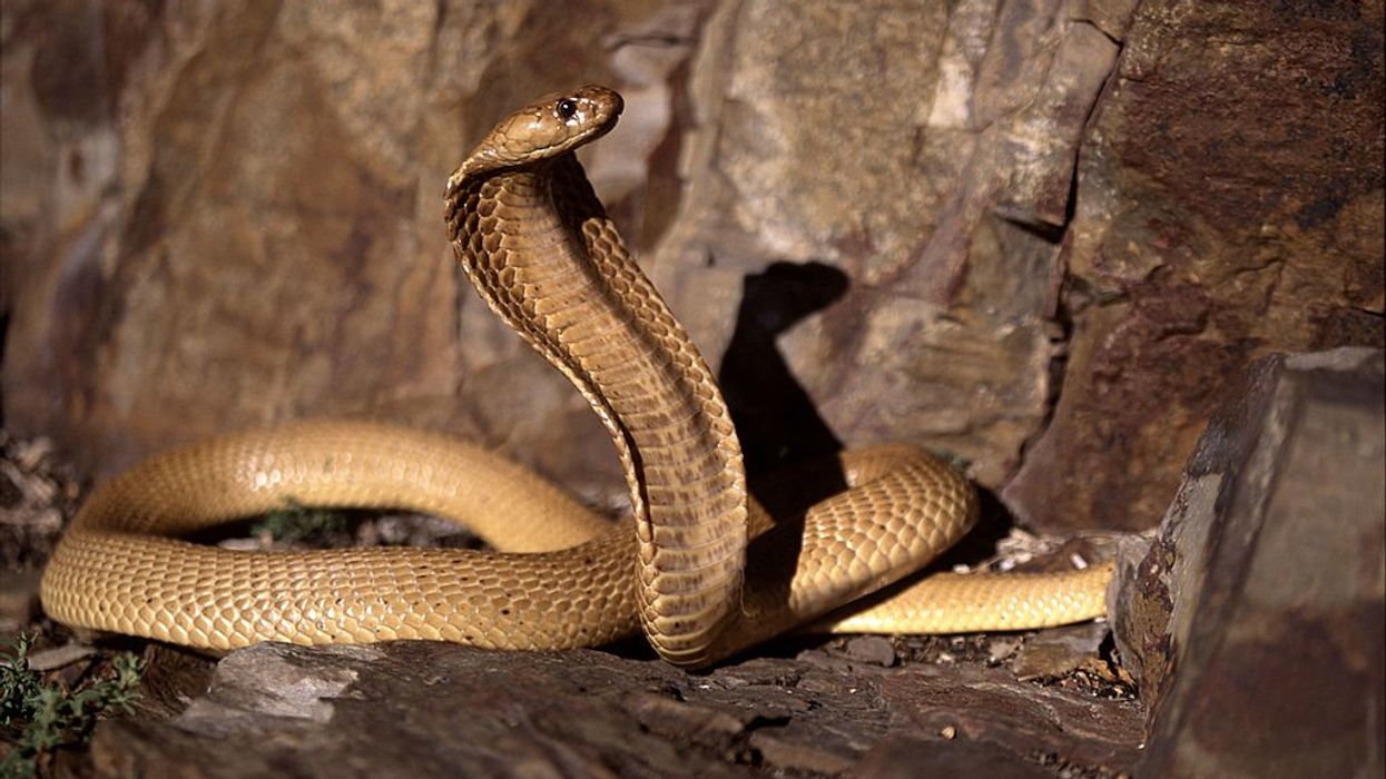 Pilot lands plane with venomous cobra on board