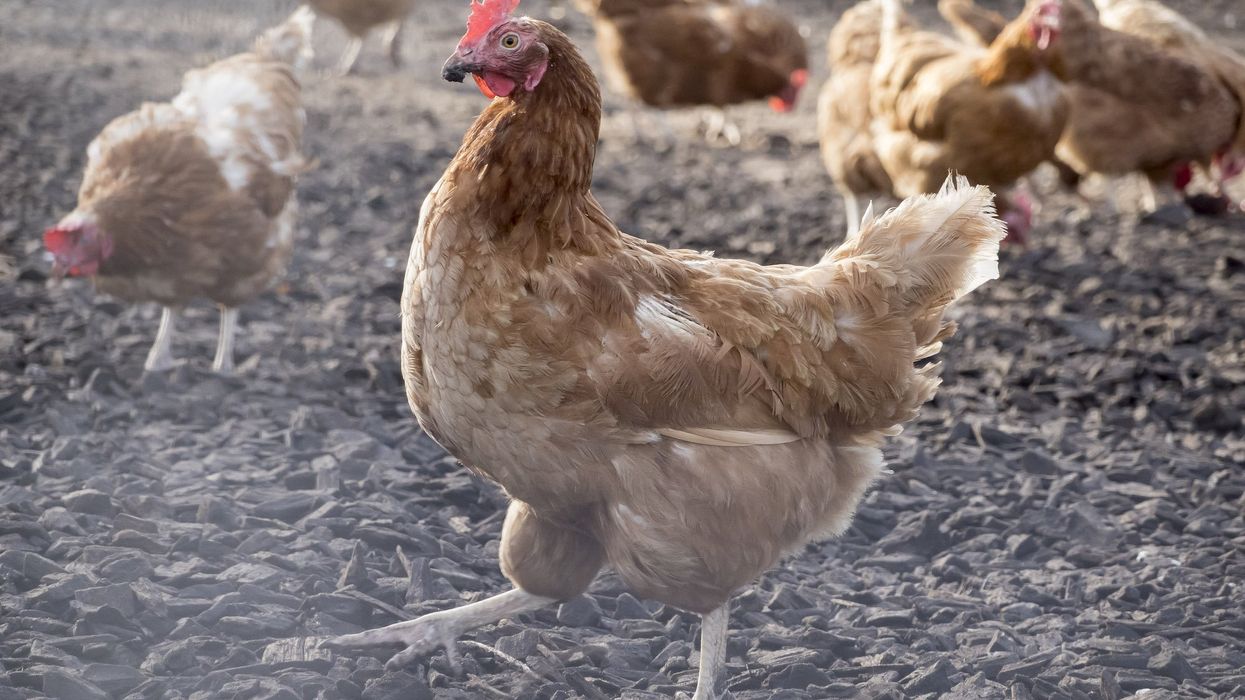 Chinese man fined $436 for scaring his neighbor's chickens to death. He ignored the fine and did it again.