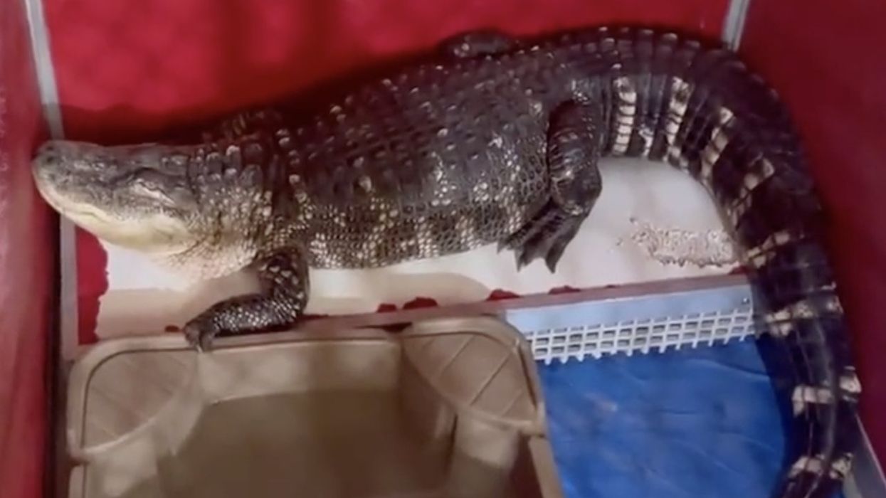 Video: 8-foot-long alligator removed from home — in Philadelphia