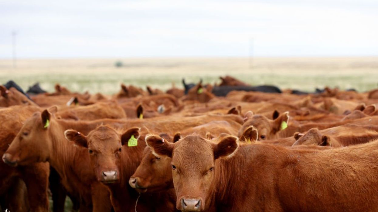 Officials bewildered by Texas cattle having genitalia and tongues removed with 'precision' cuts, no blood or tracks left behind
