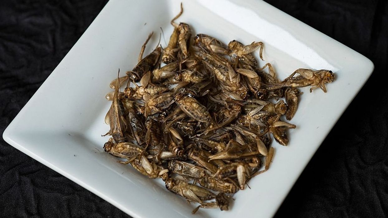 Mother says she's feeding baby cricket products and plans to eventually add worms, ants, and grasshoppers