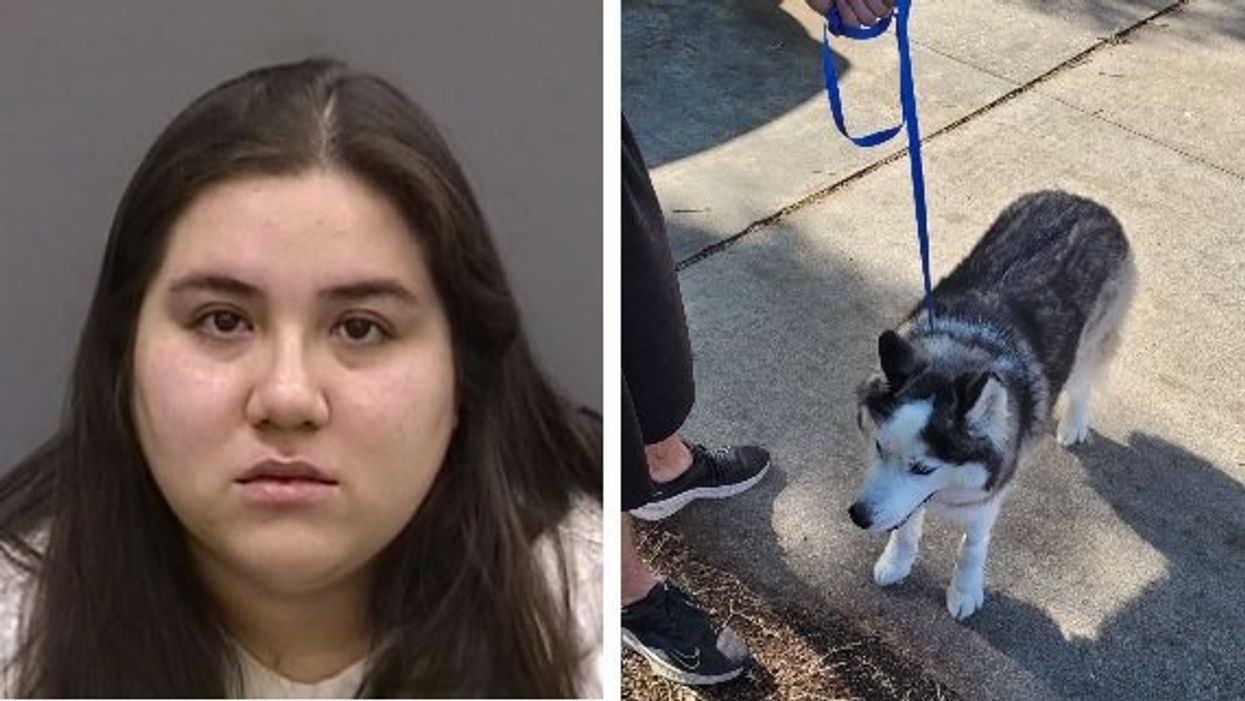 Suspect brutally beats husky with rubber mallet, causing multiple fractures, blindness: Video