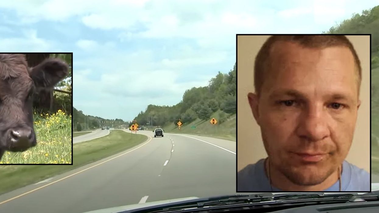 NC cops grateful for surprising assistance: 'Cows do not want suspected criminals loitering in their pasture'