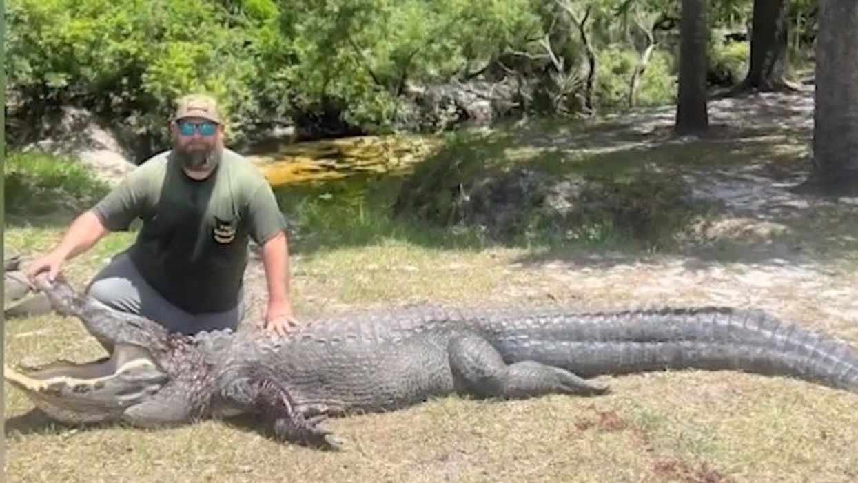 Florida man wrestles alligator to save pet dog