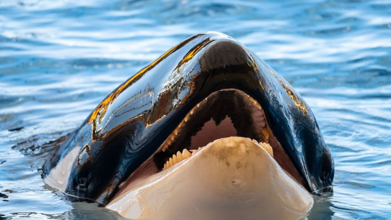 Video: Killer whales are attacking boats; young orcas are following suit