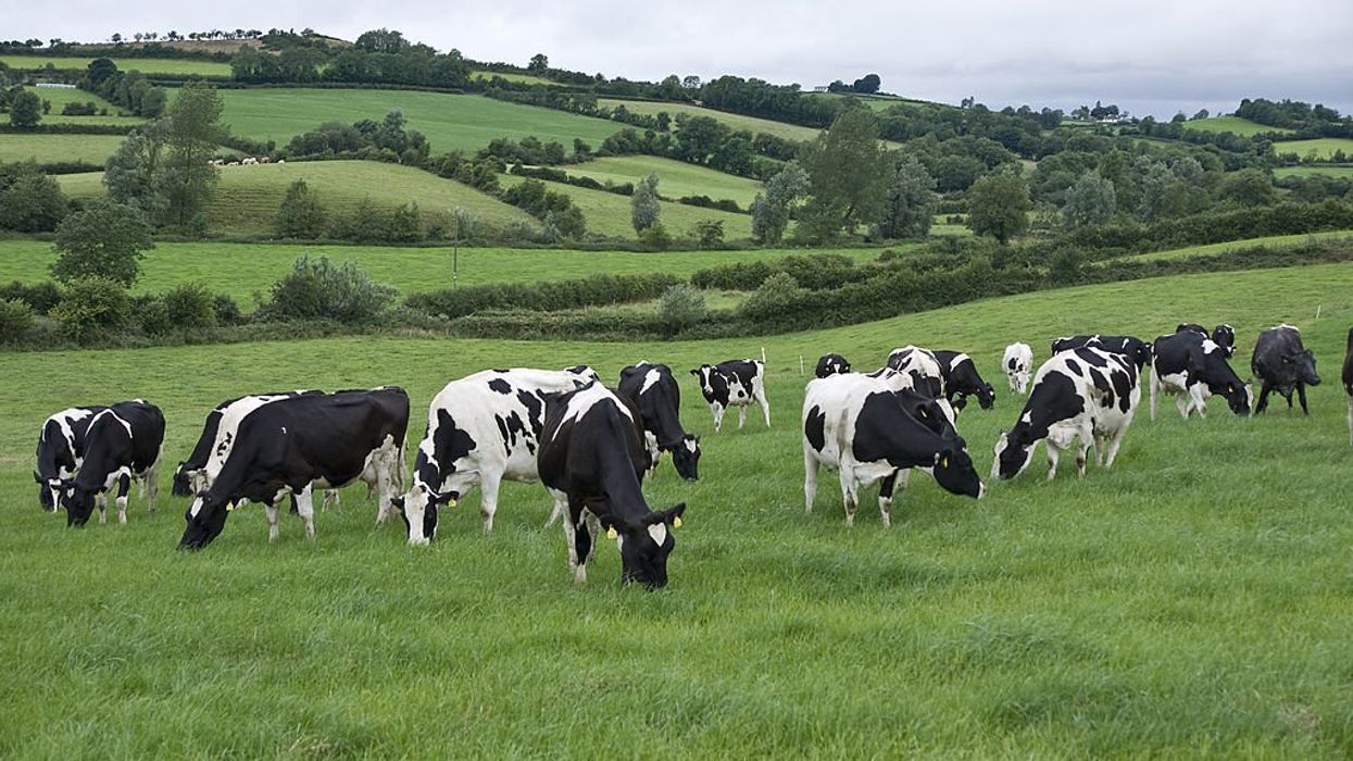 Ireland considering killing 200,000 cows to fight climate change