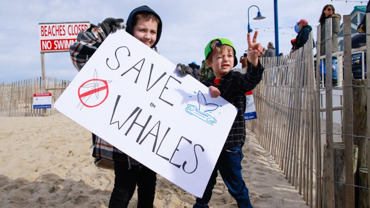 Spike in whale deaths and mounting public pressure push gov’t watchdog to launch investigation into impacts of offshore wind farms