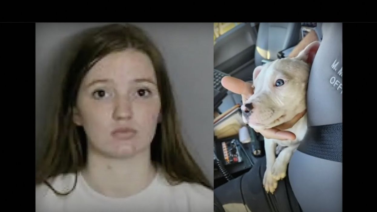 Baby's fingers amputated after mom leaves her alone with pit bull puppy, hears screams, finds dog chewing on child's hand, officials say