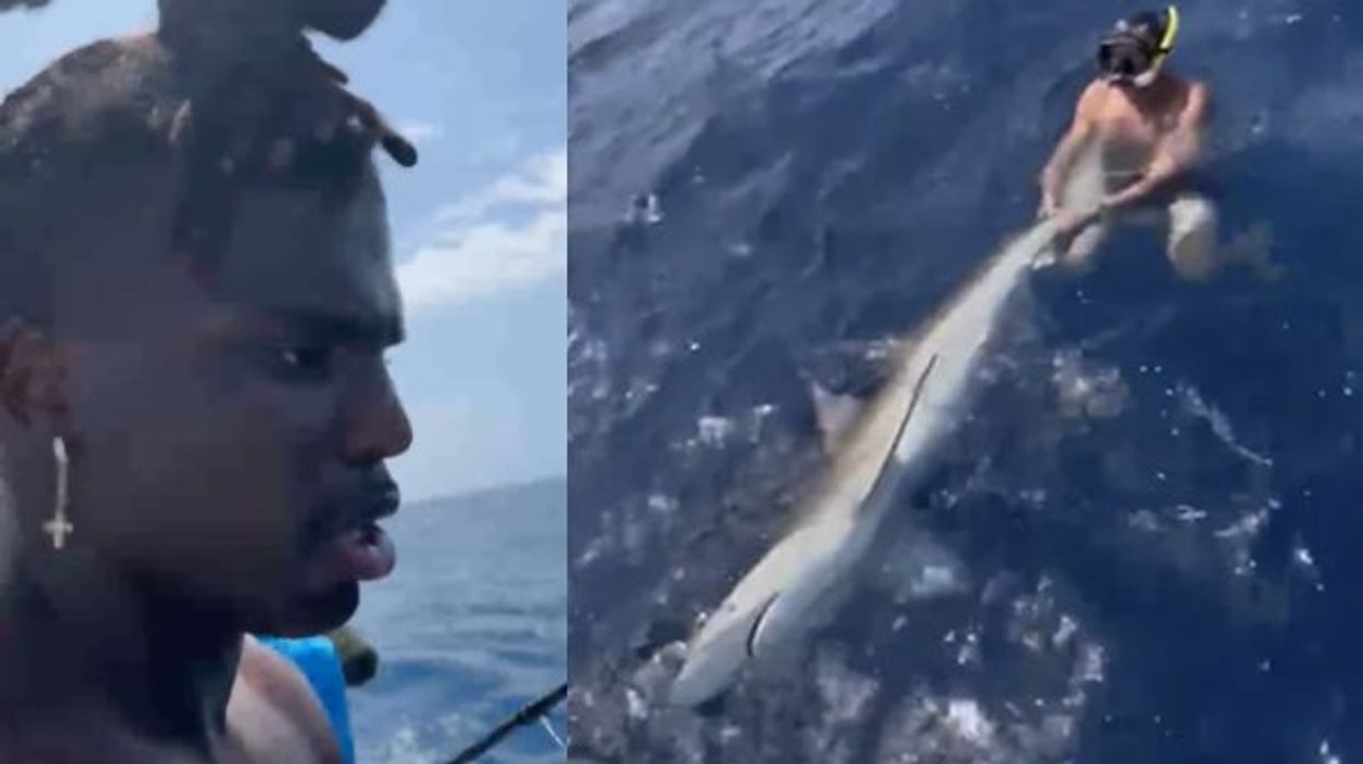 Video: NFL super agent Drew Rosenhaus slammed as 'wannabe macho man' by PETA for wrestling shark