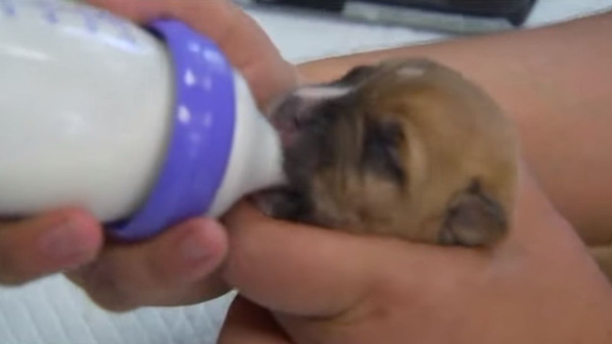 Puppies just days old left to die in garbage bag in Texas heat — but luckily, a good Samaritan found them first