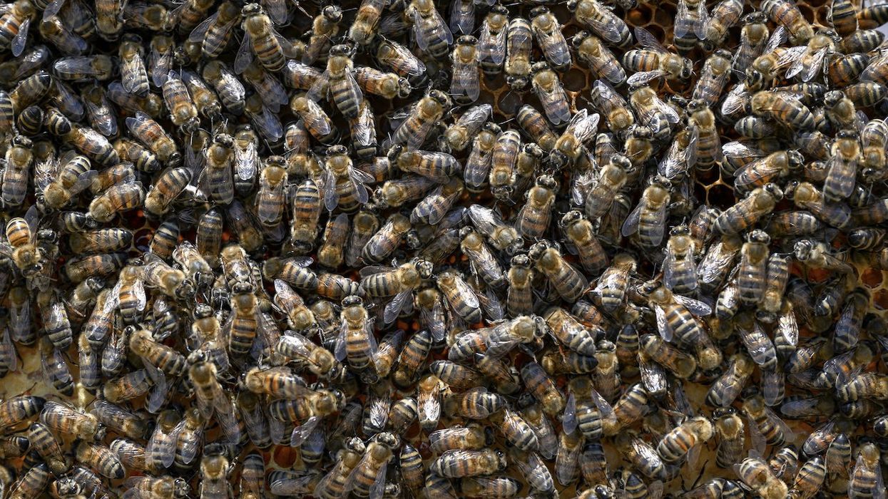 Homeless who poop in woman's yard, pee on her fence have upped the ante — with a box of live bees: 'It's just horrible'