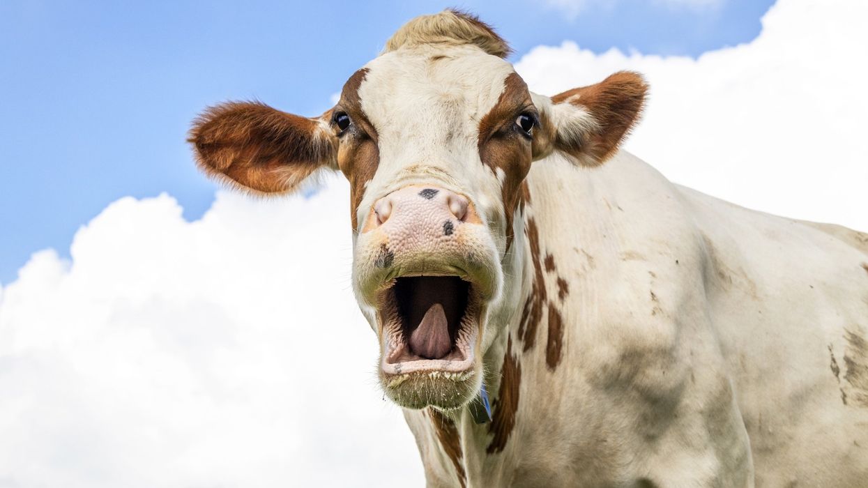 Man conned investors out of nearly $9M by claiming to turn cow dung into green energy